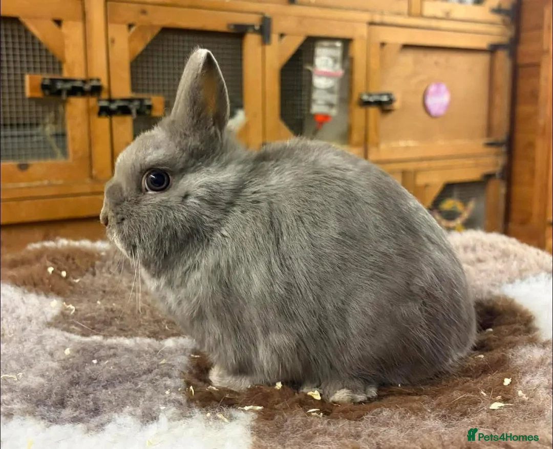 Netherland Dwarf rabbits for sale: Lilac Self Buck - Advert 2