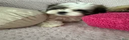 Shih Tzu dogs for sale: Imperial shihtzu puppies  - Advert 5