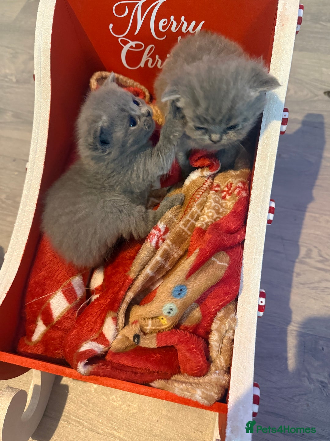 British Shorthair cats for sale: British blue shorthair kittens - Image 5