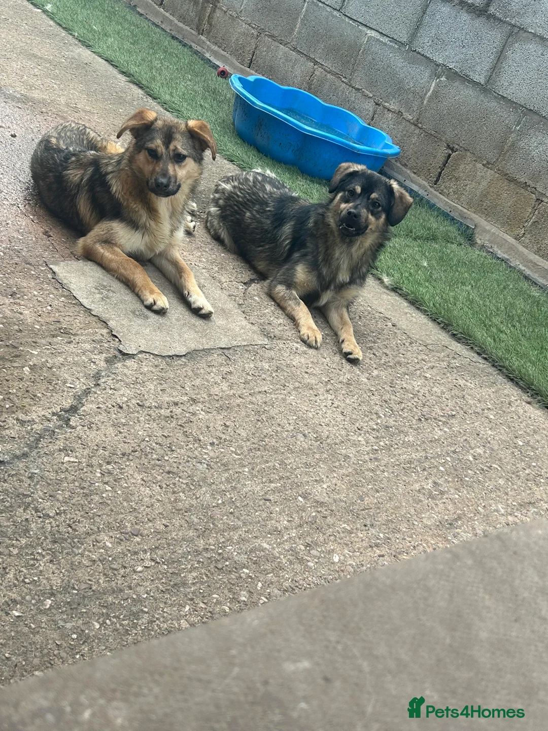 Mixed Breed dogs for adoption: Meet Bramble, currently residing in Essex in Nantwich - Advert 2