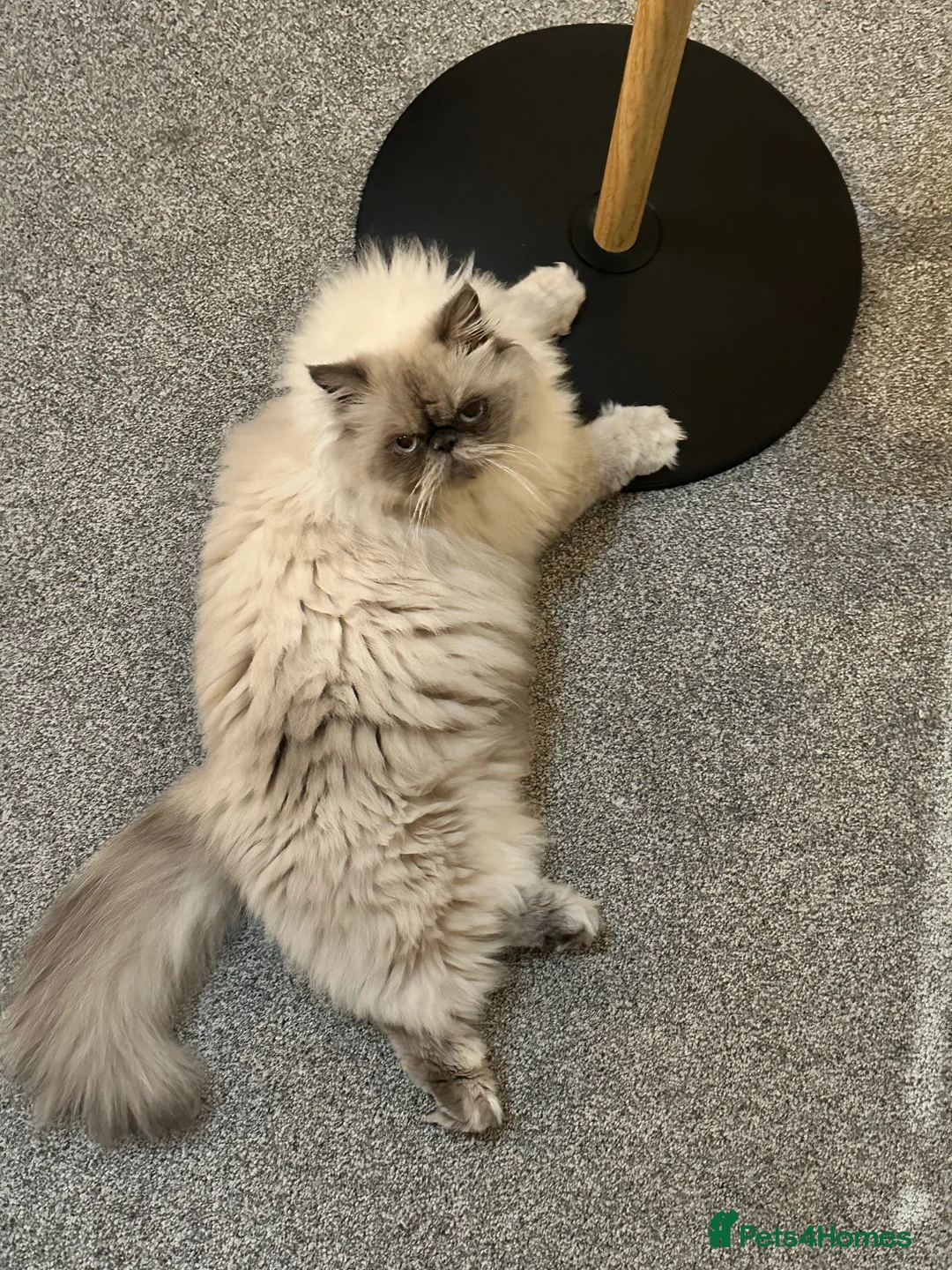 Persian cats for sale: Three years old Calm and Gentle PERSIAN Boy  - Advert 2
