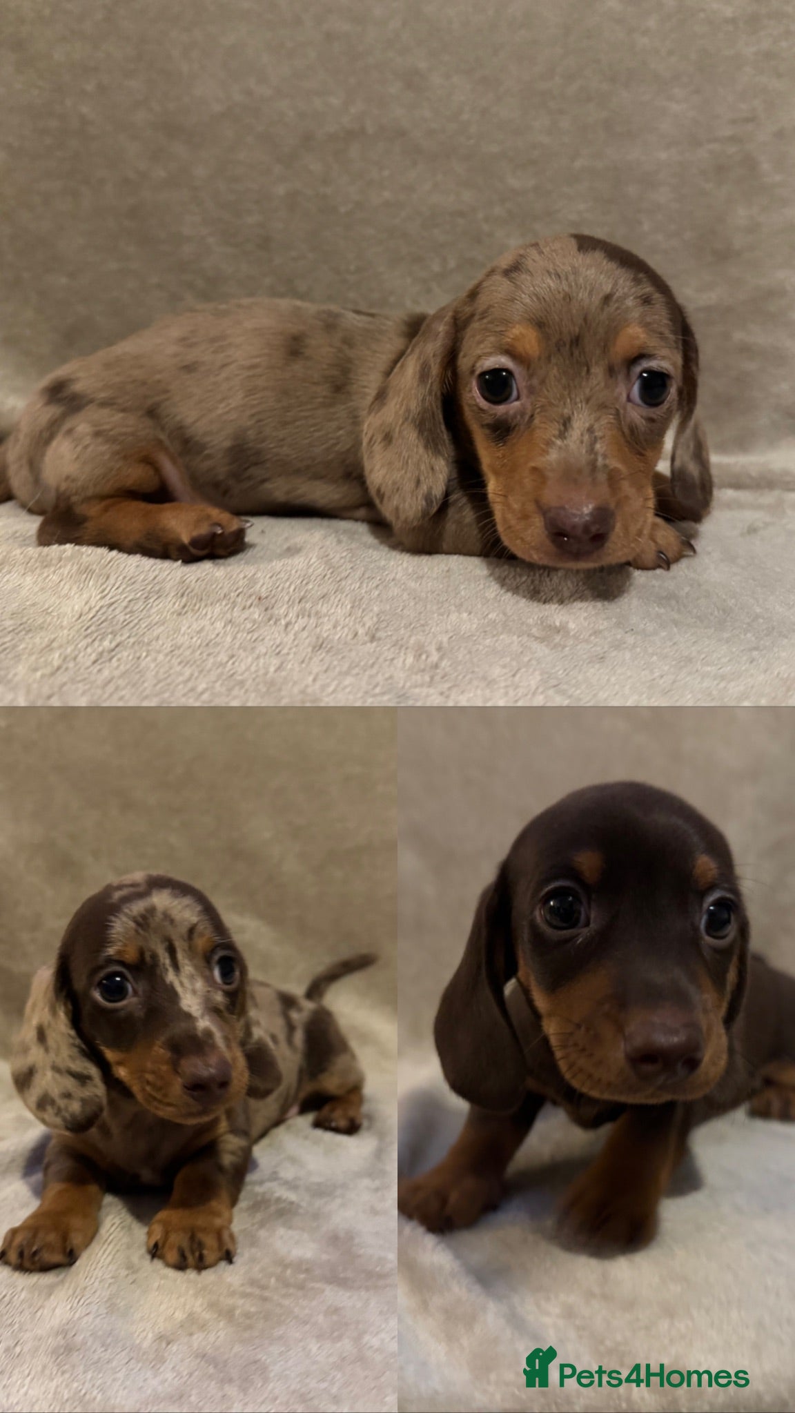 Miniature Dachshund dogs Home Reared KC Short Haired Mini Dachshund  - Advert 6