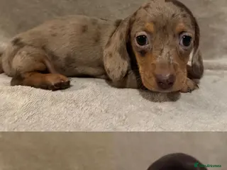 Miniature Dachshund dogs Home Reared KC Short Haired Mini Dachshund - Advert 6