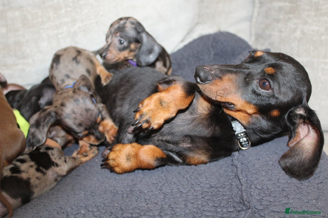 Miniature Dachshund dogs for sale: 🐶✨Smallest mini KC stunning litter ✨🐶 - Image 17