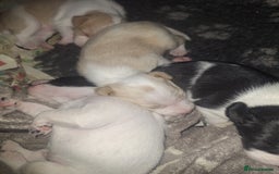 Mixed Breed dogs for sale: Spanish jack Russell (bodeguero) x border collie - Image 3