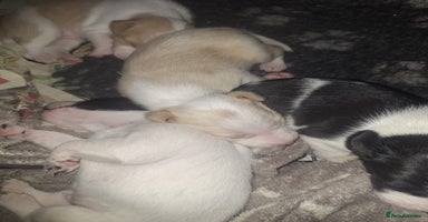 Mixed Breed dogs - Advert 4