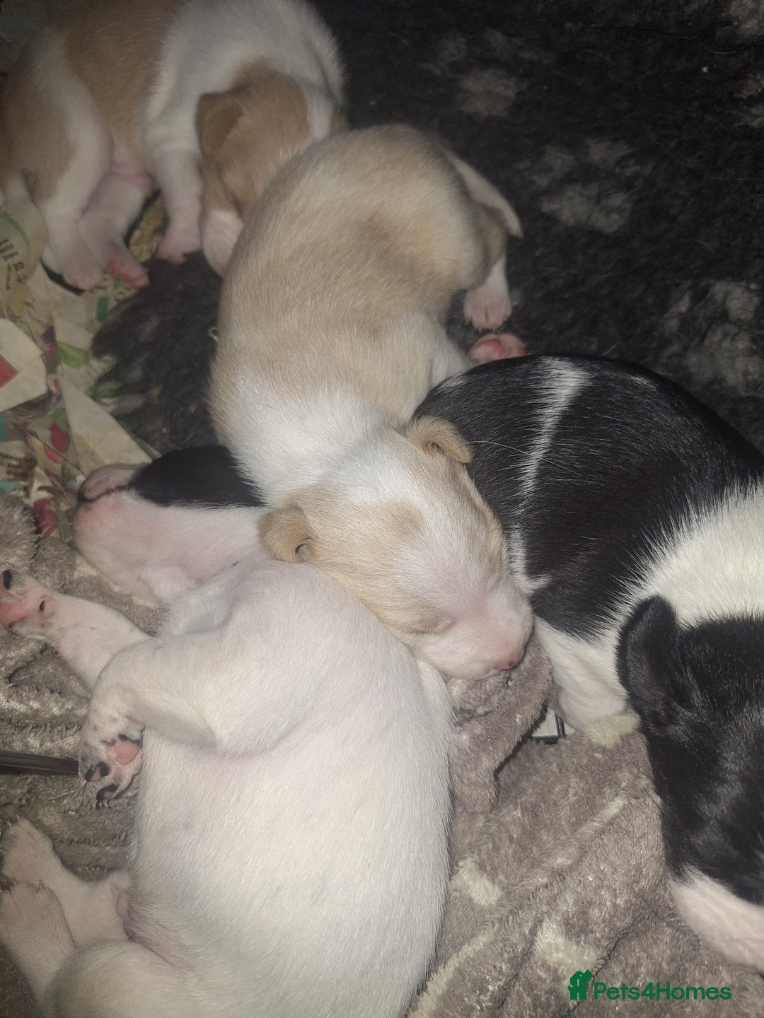 Mixed Breed dogs for sale: Spanish jack Russell (bodeguero) x border collie - Image 3