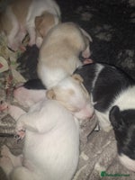 Mixed Breed dogs - Advert 1