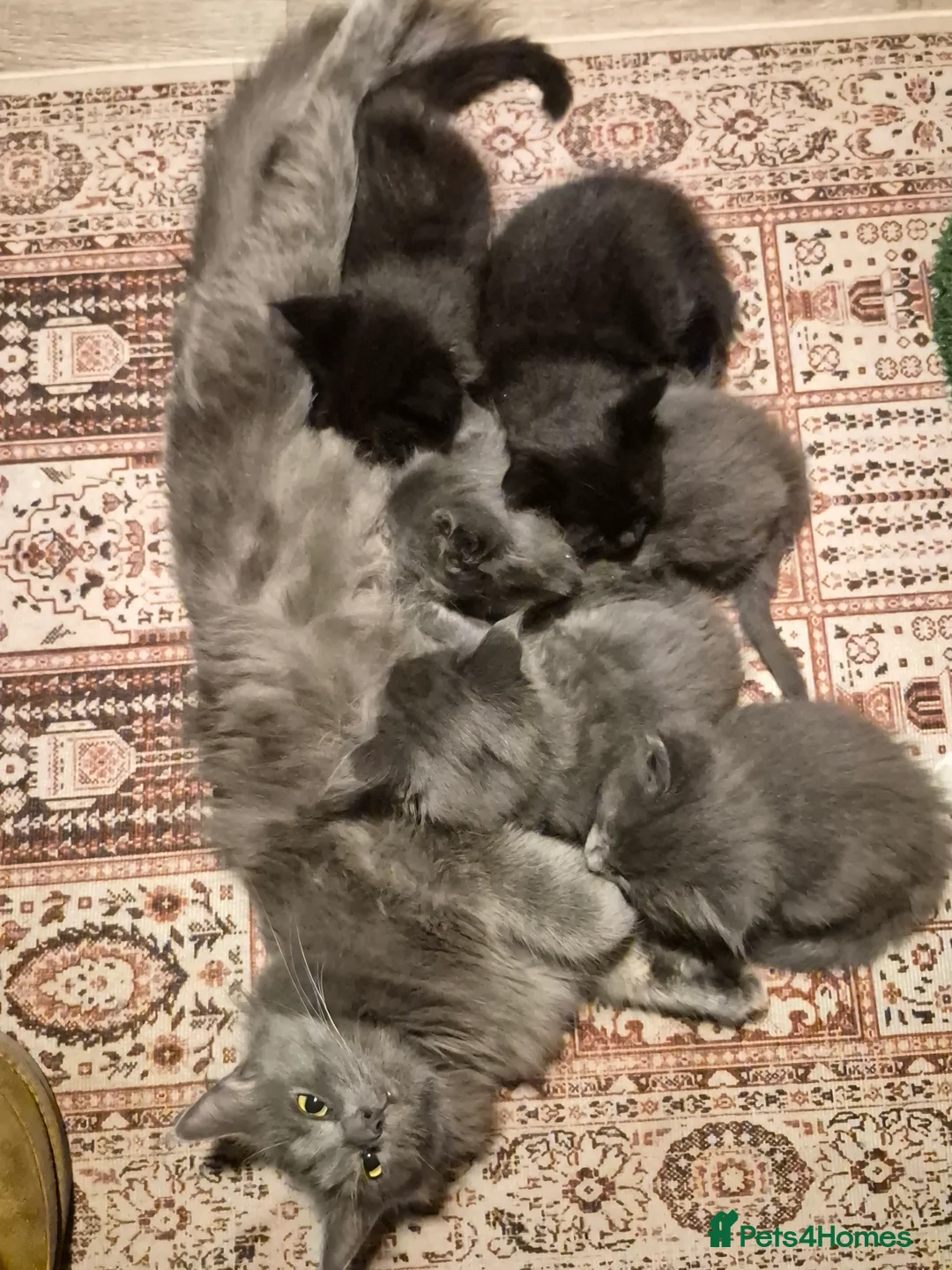 Maine Coon cats for sale: Mainecoon kittens in Plymouth - Advert 6
