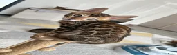 Bengal cats for sale: Bengal Kitten Boy (TICA Registered) - Advert 7