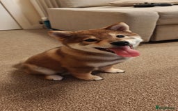 Japanese Shiba Inu dogs for sale: Chunky Mame Shiba Inu with NMSA Certificate - Image 2