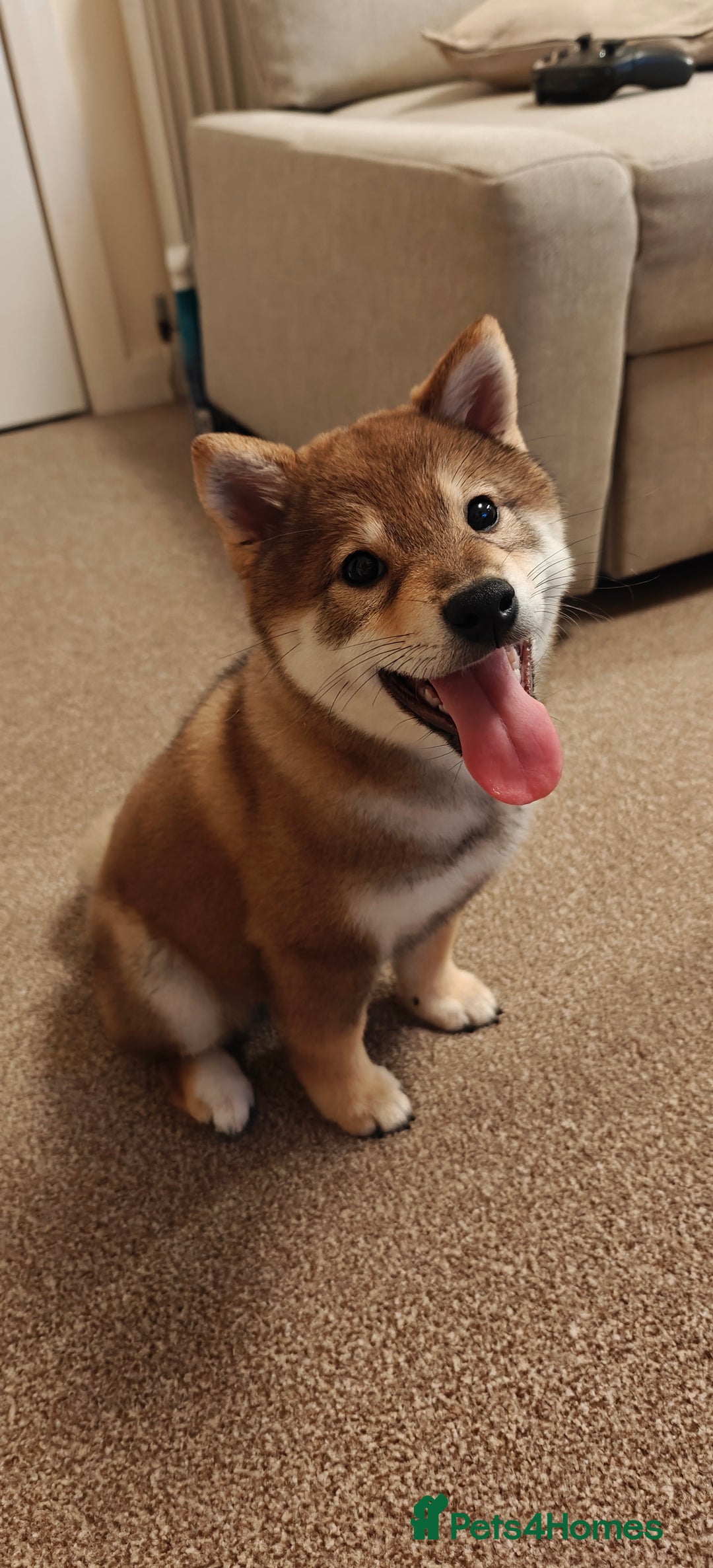 Japanese Shiba Inu dogs for sale: Chunky Mame Shiba Inu with NMSA Certificate - Image 2