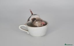 Mouse rodents for sale: Fancy Mice - Image 9