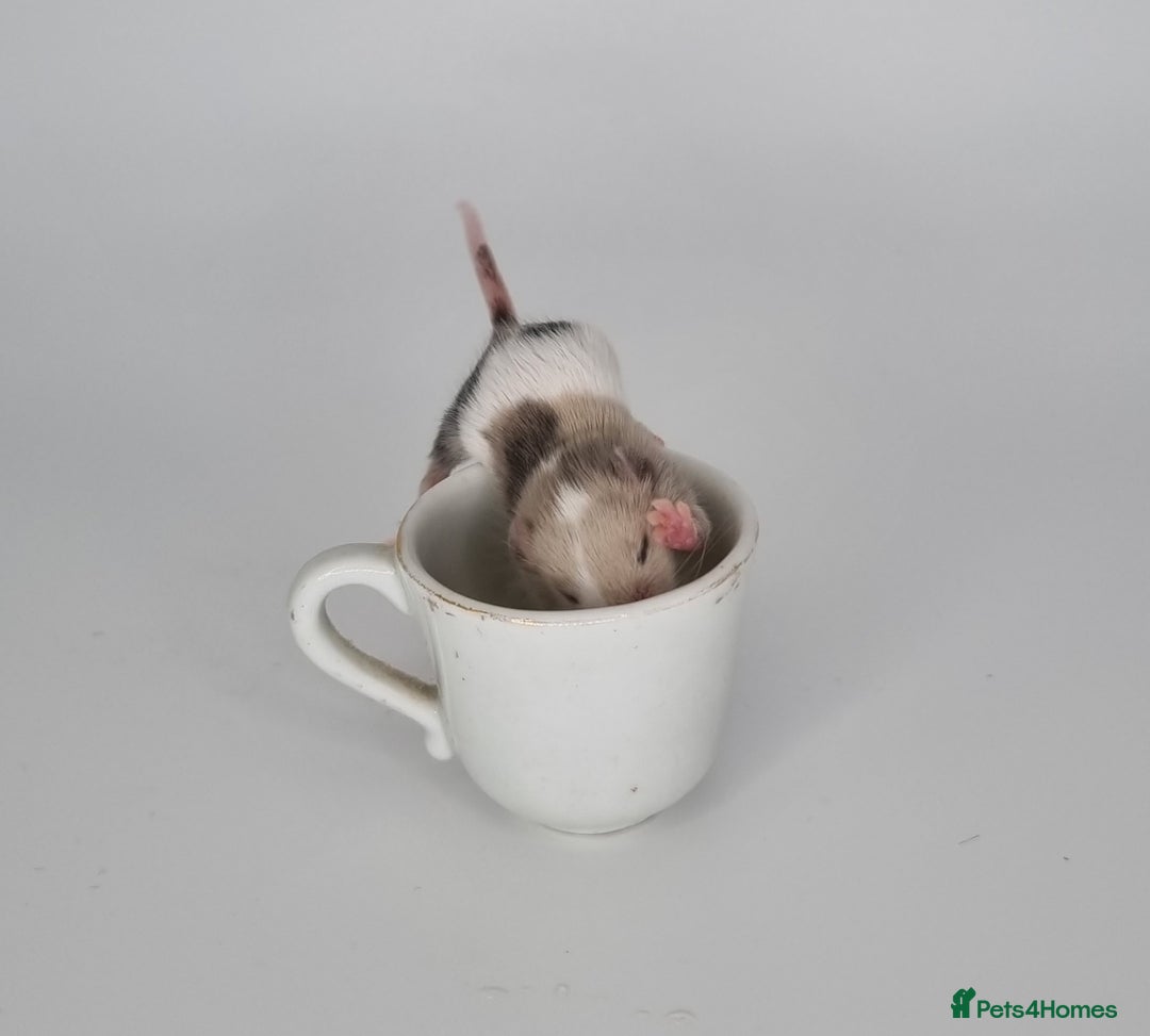 Mouse rodents for sale: Fancy Mice - Image 9
