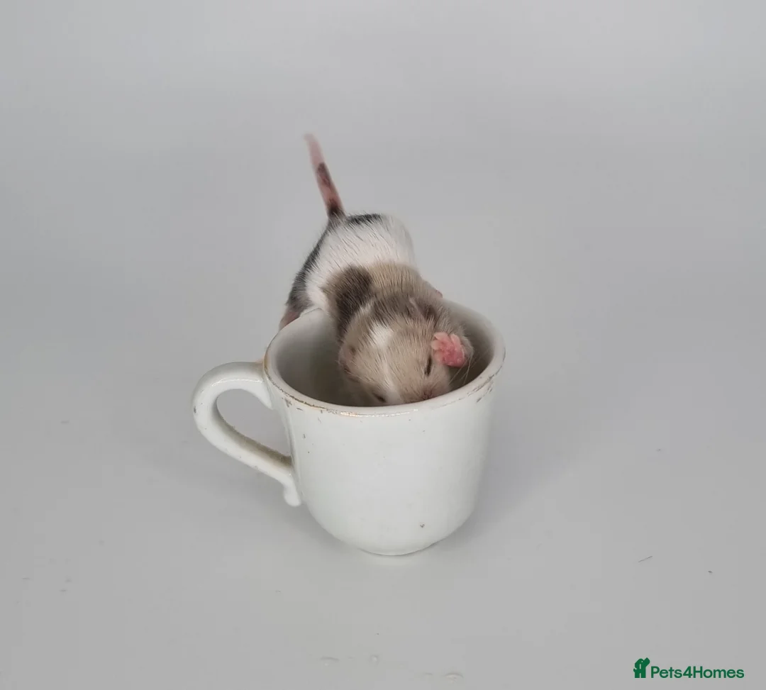 Mouse rodents for sale: Fancy Mice - Advert 10