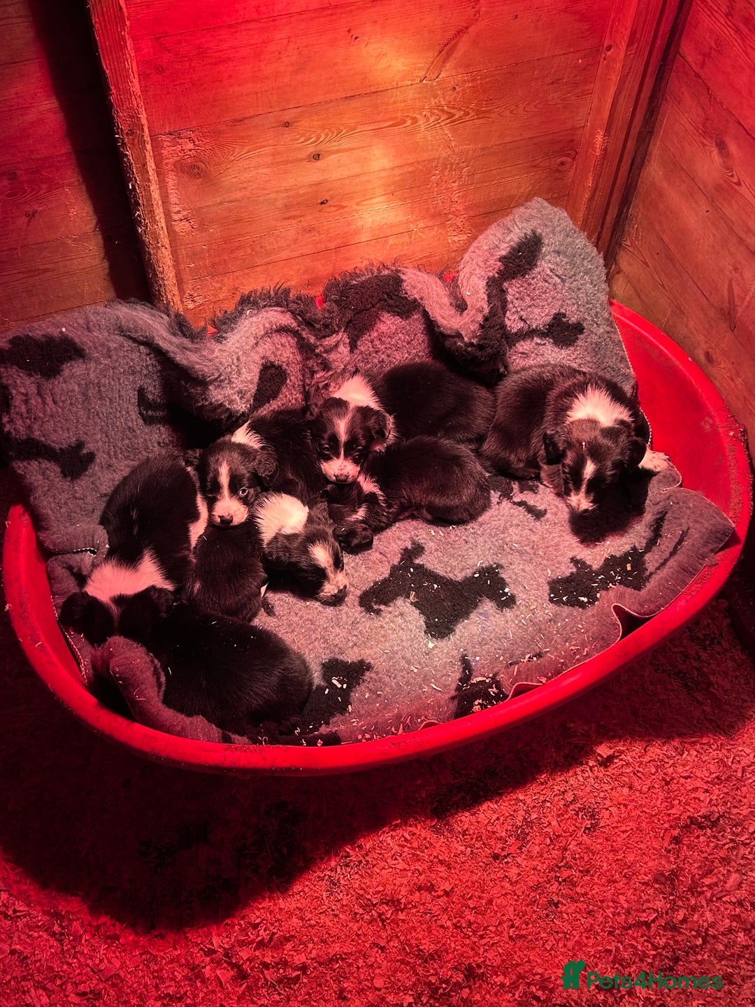 Mixed Breed dogs for sale: Puppies   - Advert 2