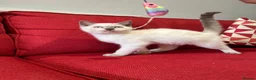 British Shorthair cats for sale: Stunning British shorthaired and longhair kittens - Advert 11
