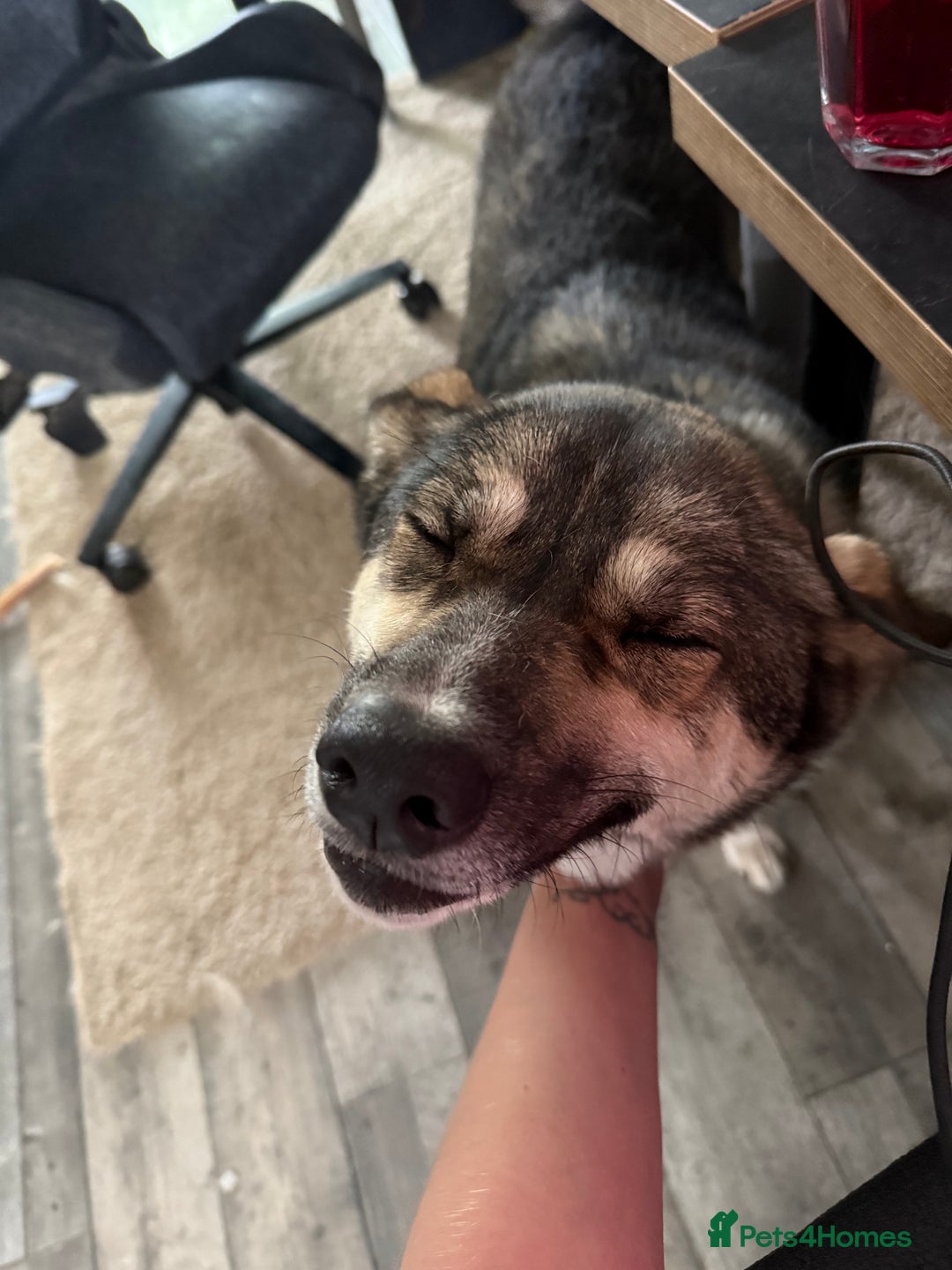 Siberian Husky dogs for stud: Looking for her man - Image 1