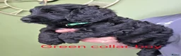 Cockapoo dogs for sale: F1 Cockapoos hereditary clear - Advert 14