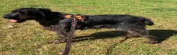German Wirehaired Pointer dogs for adoption: Gorgeous German Wirehaired Pointer Orla - Advert 2