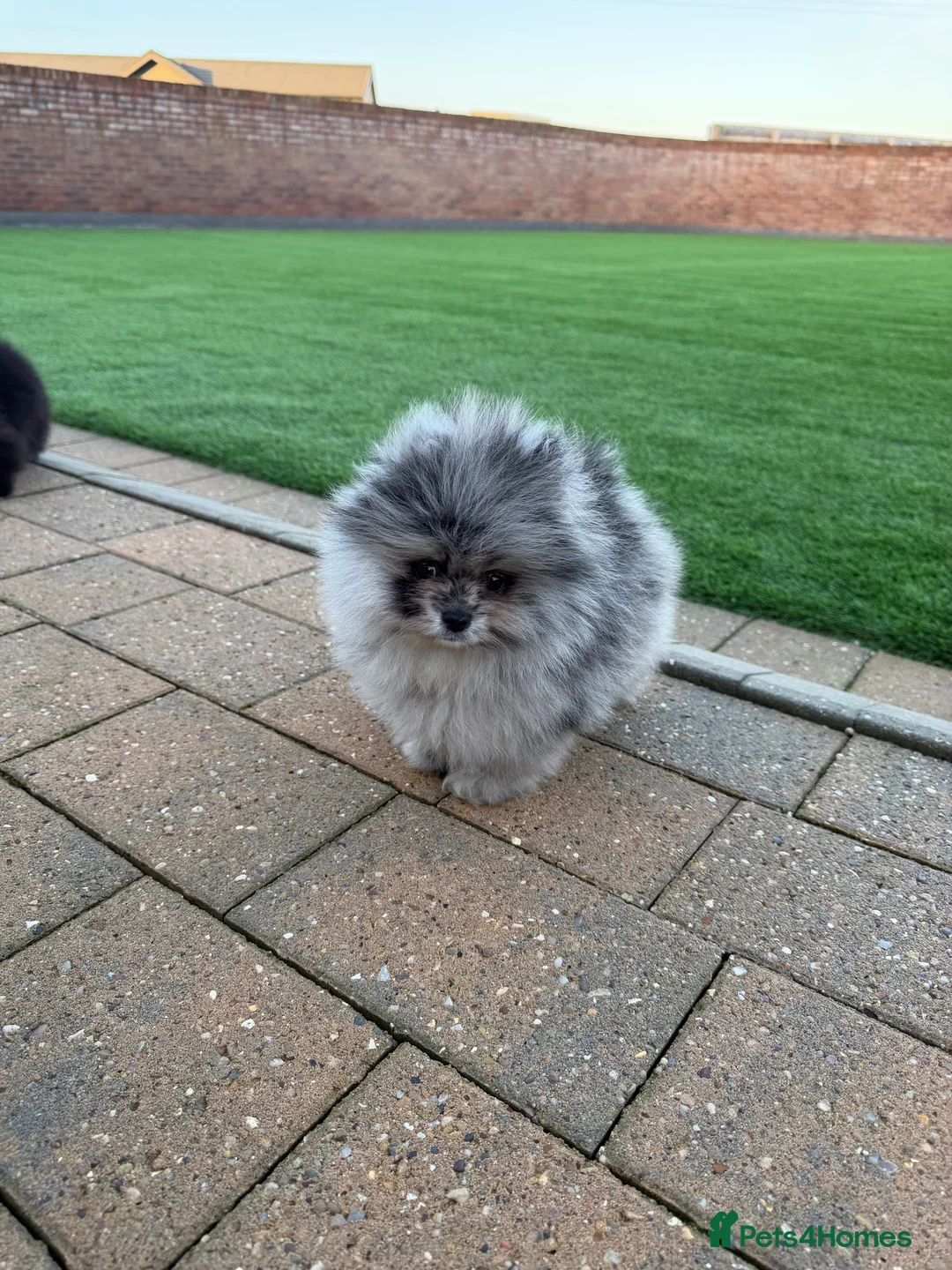 Pomeranian dogs for sale: Stunning Pomeranian babies - Advert 1