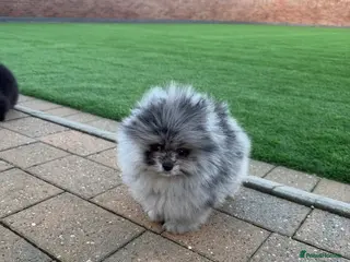 Pomeranian dogs Stunning Pomeranian babies - Advert 8