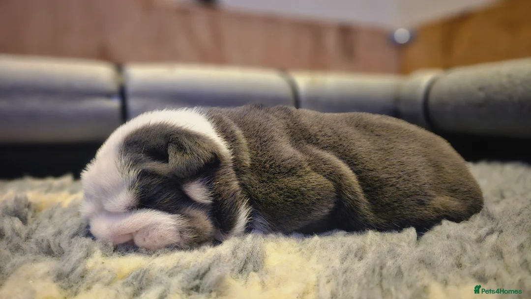 English Bulldog dogs for sale: Stunning English Bulldog Puppies in Stockport - Advert 2