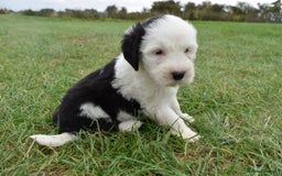 Old English Sheepdog dogs for sale: Stunning Old English Sheepdog Puppies KC Reg - Image 14