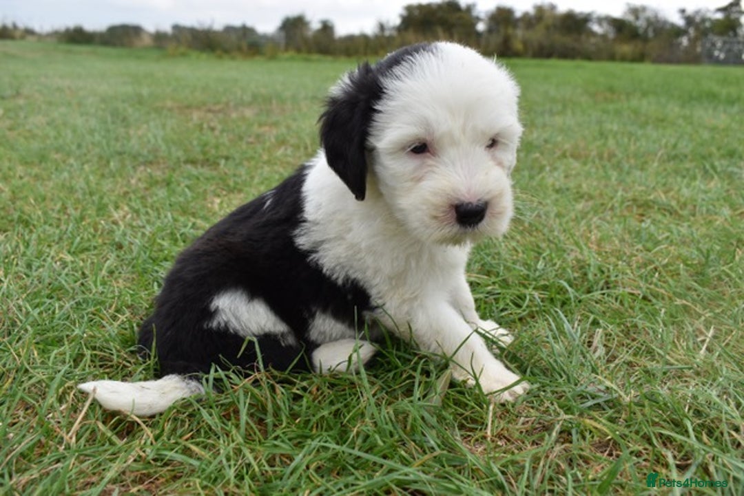 Old English Sheepdog dogs for sale: Stunning Old English Sheepdog Puppies KC Reg - Image 14
