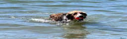 Mixed Breed dogs for sale: Stunning, loving Lassie/Border collie - Advert 8