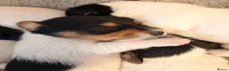 Jack Russell dogs for sale: Tri coloured Jack Russell pups in Isle of Bute - Advert 13