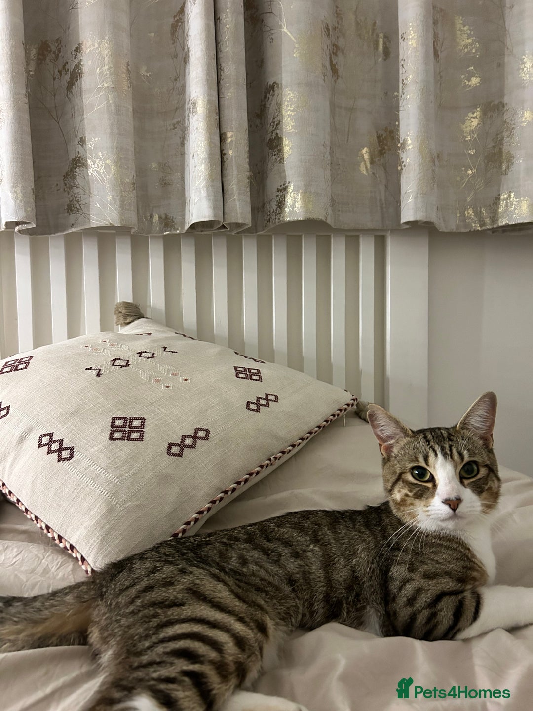 Domestic Shorthair cats for sale: Gentle & Loving Boy Cat  - Advert 3