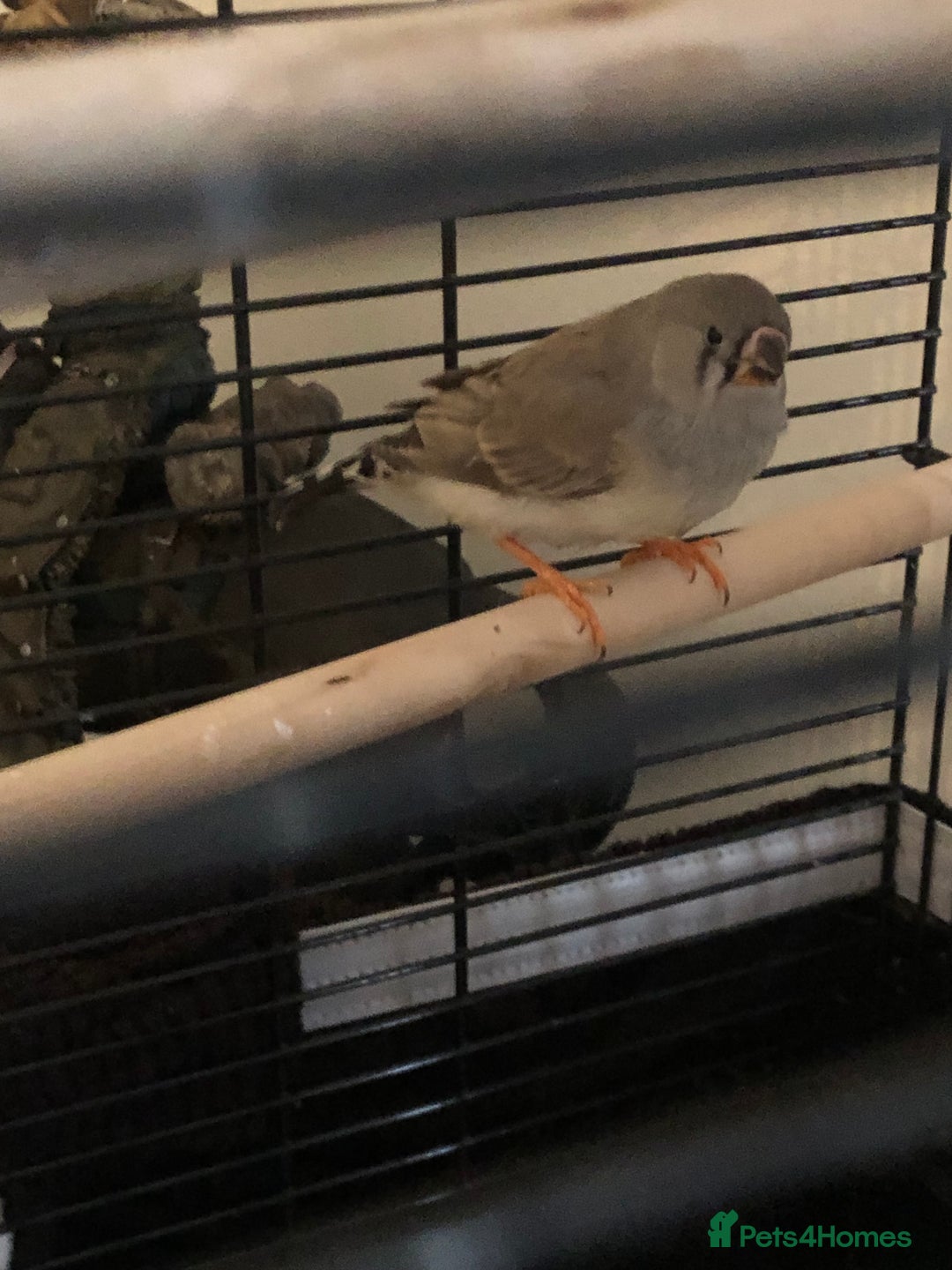 Finches birds for sale: 2 baby zebra finches - Advert 3