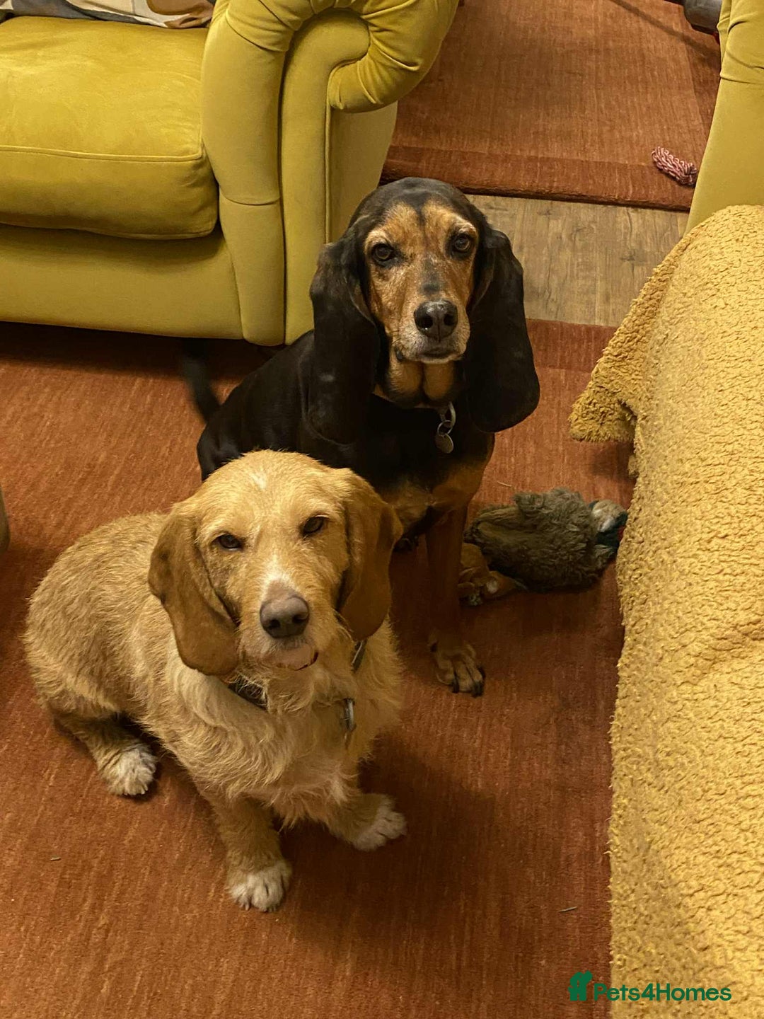 Basset Fauve De Bretagne dogs for adoption: Handsome Howie looking for adoption - Advert 3