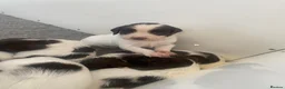 English Springer Spaniel dogs for sale: KC registered working Springer pups - Advert 6