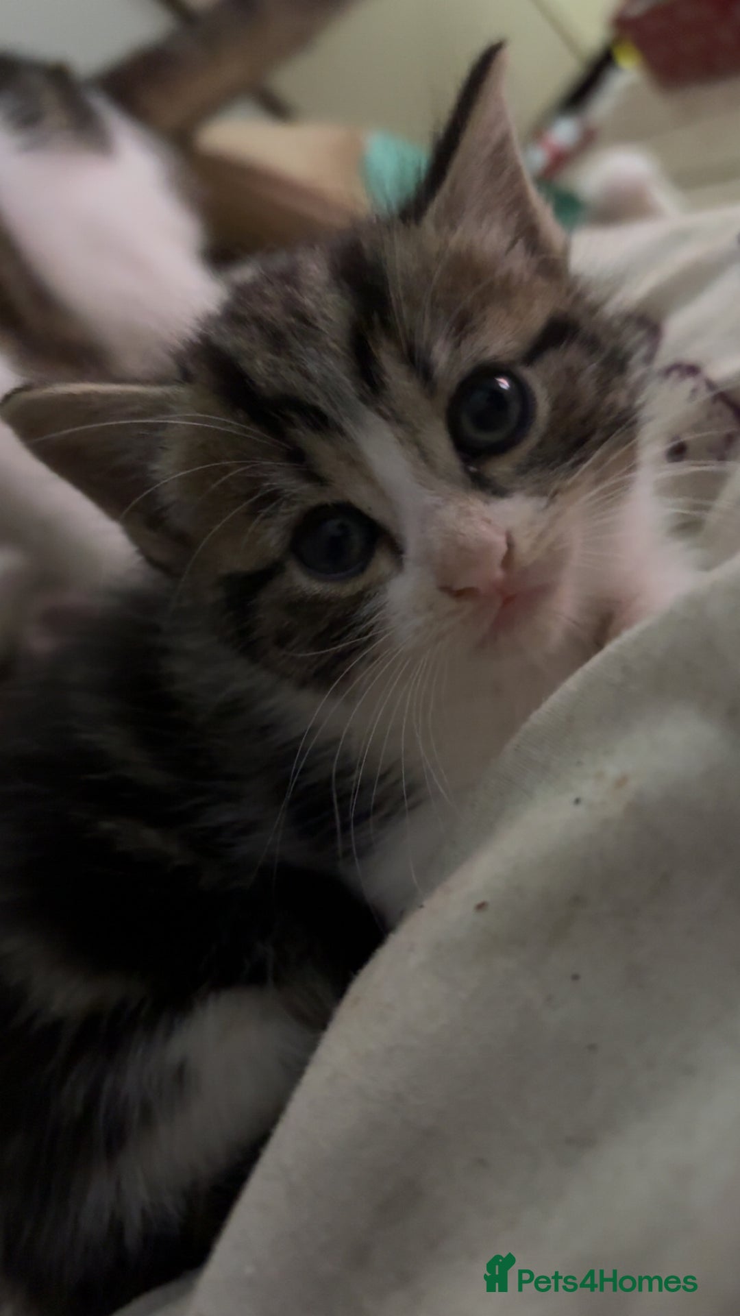 Mixed Breed cats for sale: Five tabby shorthair and longhair kittens - Advert 9