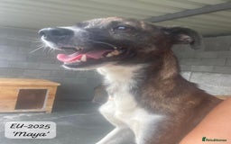 Mixed Breed dogs for adoption: Maya, 1 yr old approx, Available for adoption. - Image 9