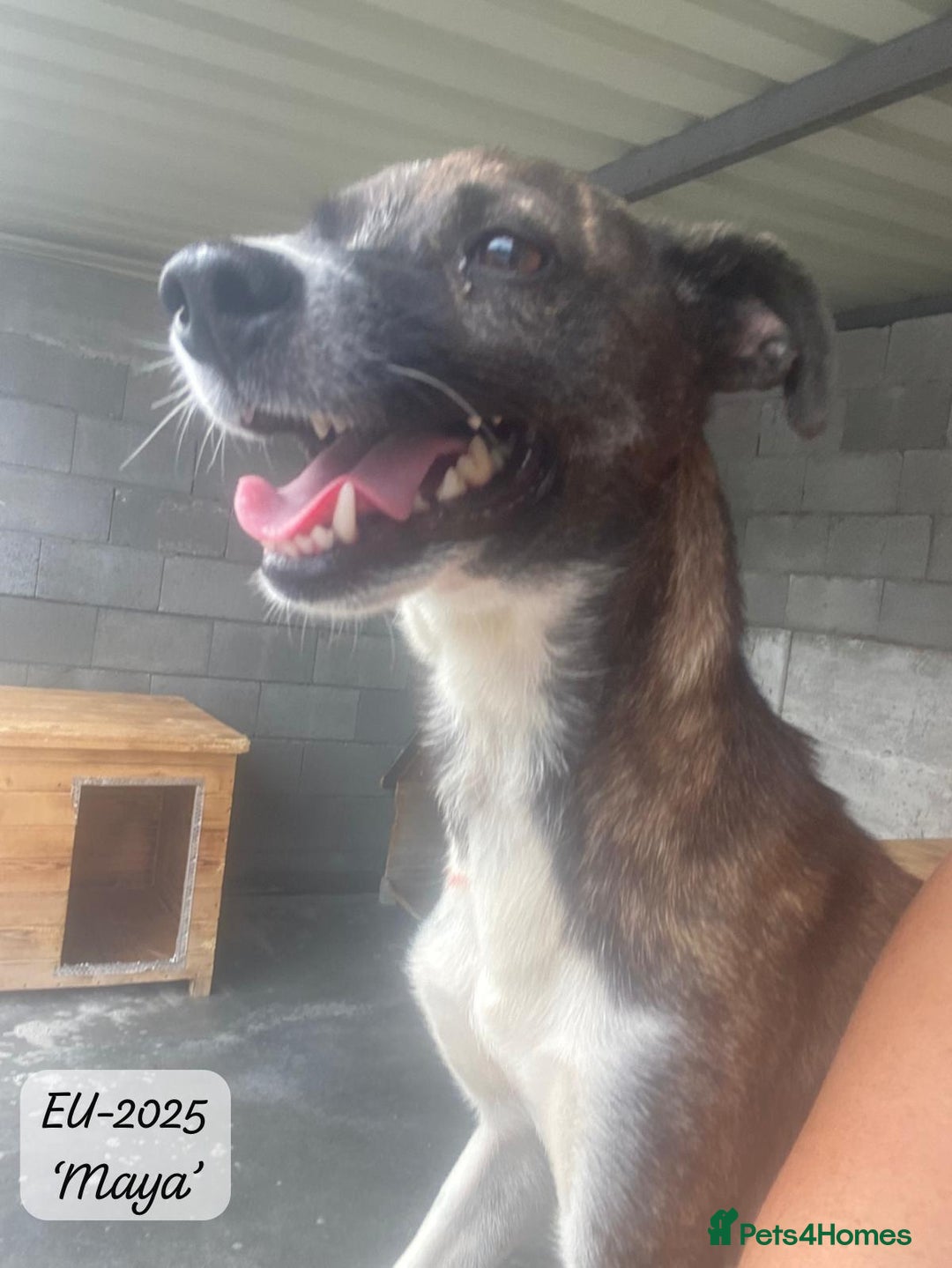 Mixed Breed dogs for adoption: Maya, 1 yr old approx, Available for adoption. - Image 9