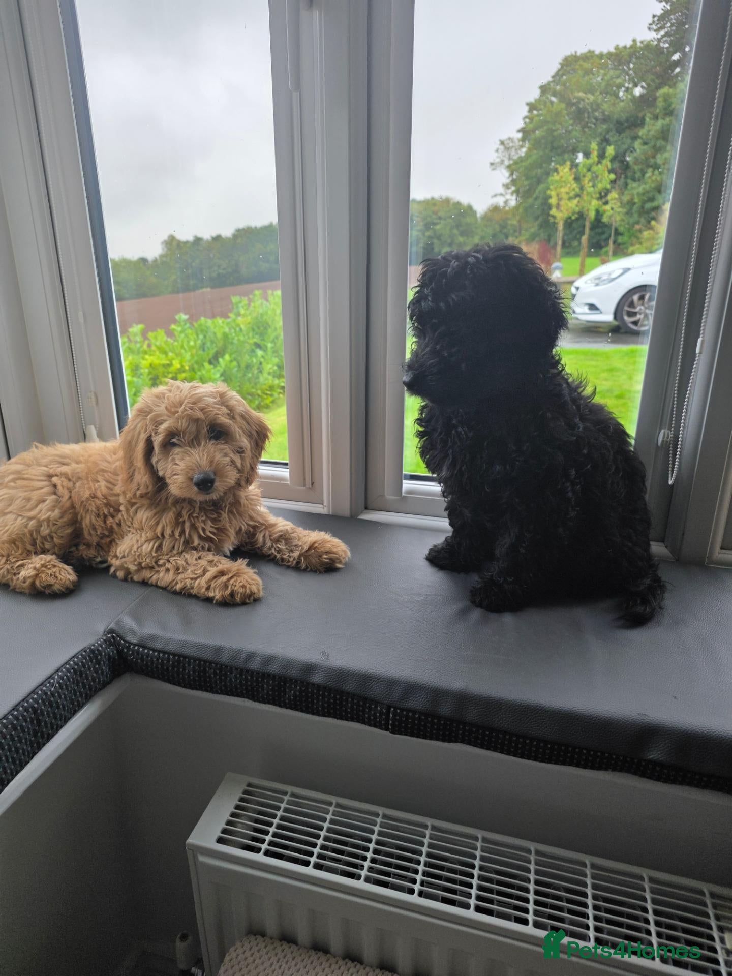 Cockapoo dogs Hawarden puppies 🐶  - Advert 1