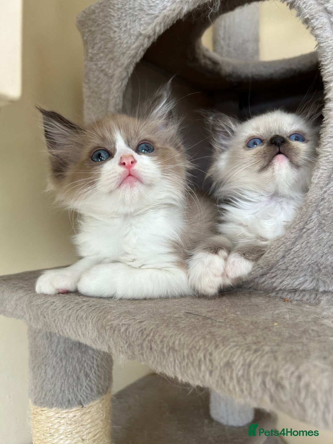 Ragdoll cats for sale: Ragdoll kittens boys 3 boys, one seal mink - Image 4