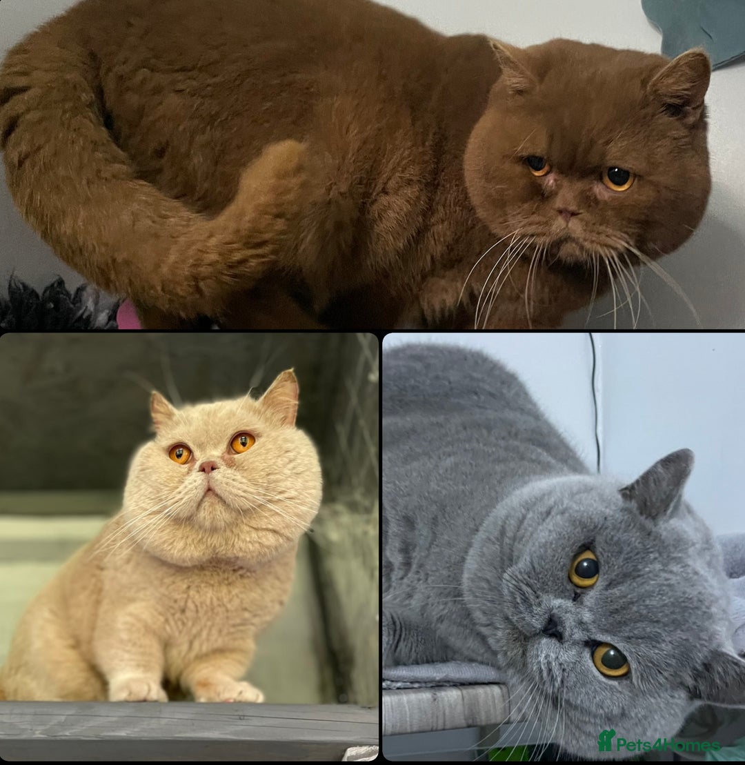 British Shorthair cats for stud: 💙 Blue Fawn Cinnamon STUD EAST MIDLANDS 💙 in Derby - Advert 11
