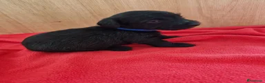 Doxiepoo 1