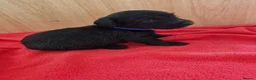 Doxiepoo dogs for sale: 6 doxiepoos - Advert 7