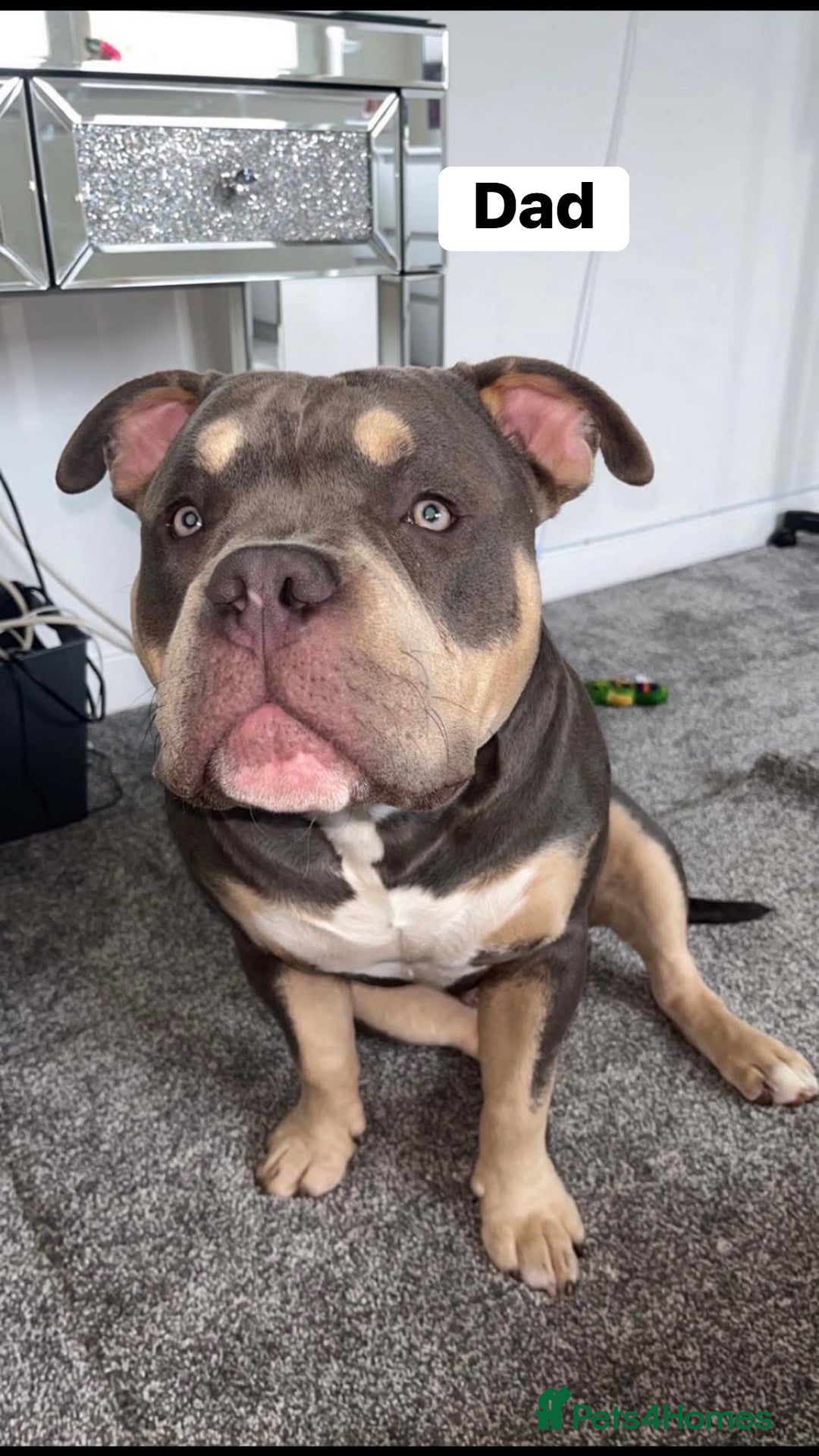 American Bulldog dogs for sale: American bulldog puppy  - Advert 7