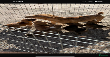 Jack Russell dogs - Advert 2