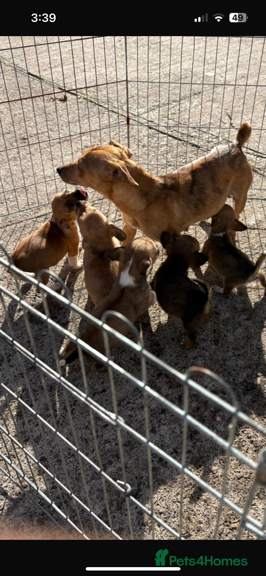 Jack Russell dogs for sale: Short legged Jack Russell’s  - Image 2