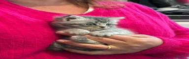 Tallulah