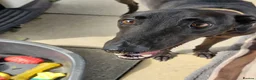 Greyhound dogs for adoption: Oliver - Advert 8