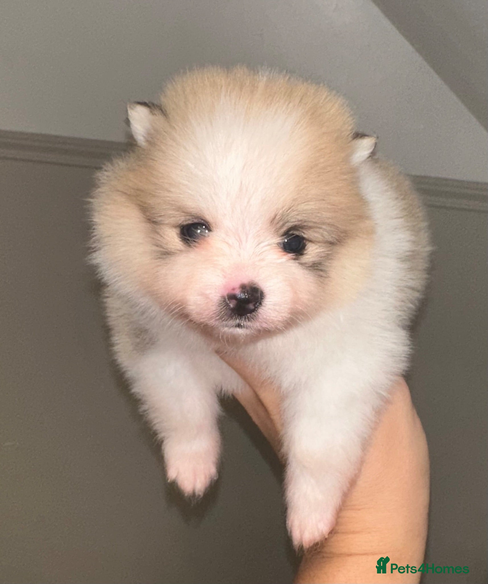 Pomeranian dogs Double coated true to type Pomeranians  - Advert 2