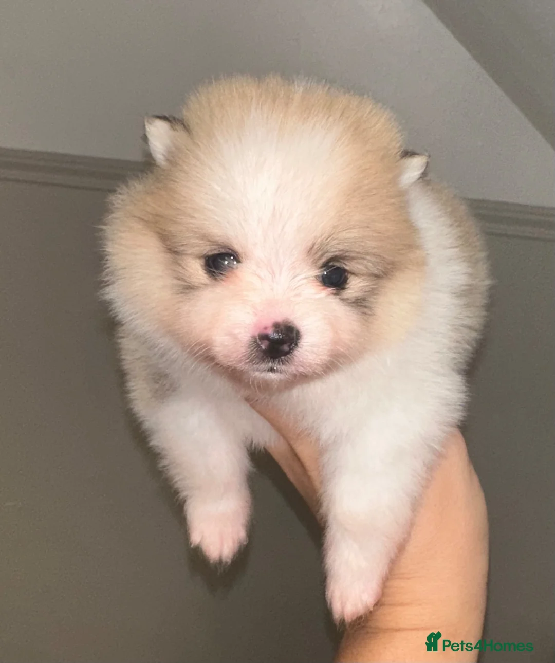 Pomeranian dogs for sale: Double coated true to type Pomeranians  - Advert 2